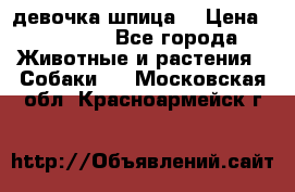 девочка шпица  › Цена ­ 40 000 - Все города Животные и растения » Собаки   . Московская обл.,Красноармейск г.